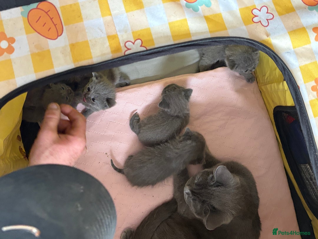 British Shorthair cats for sale: British Shorthair kittens  - Image 19