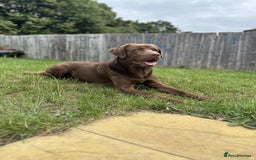 Labrador Retriever dogs for stud: Male for stud - Image 2