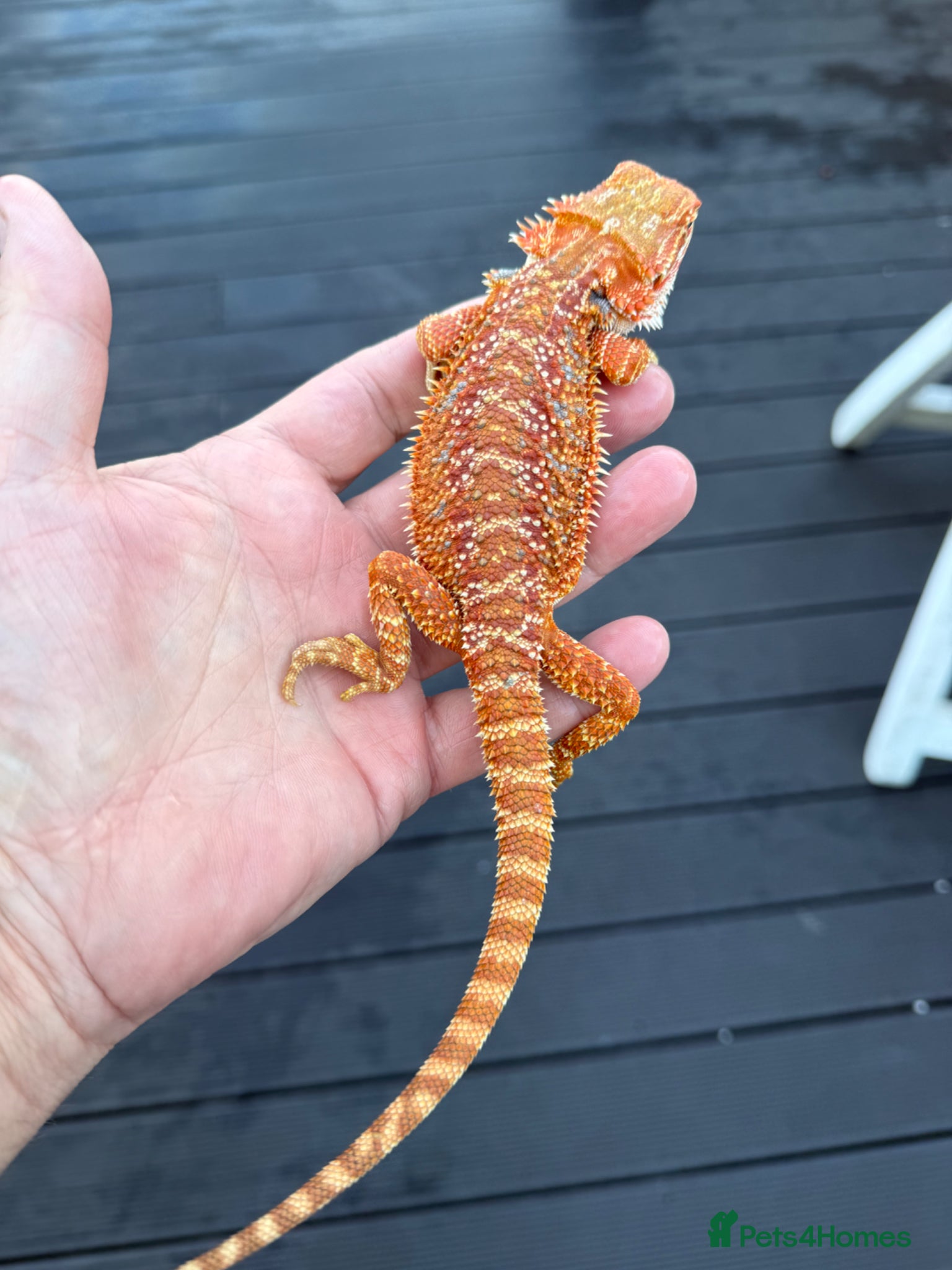 Bearded Dragon reptiles Baby bearded dragon  - Advert 13