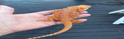 Bearded Dragon reptiles for sale: Baby bearded dragon  - Advert 1