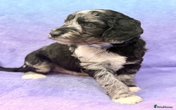 Mini Goldendoodle dogs for sale: Gorgeous Mini Goldendoodles By Therapy Asst Mom - Image 1