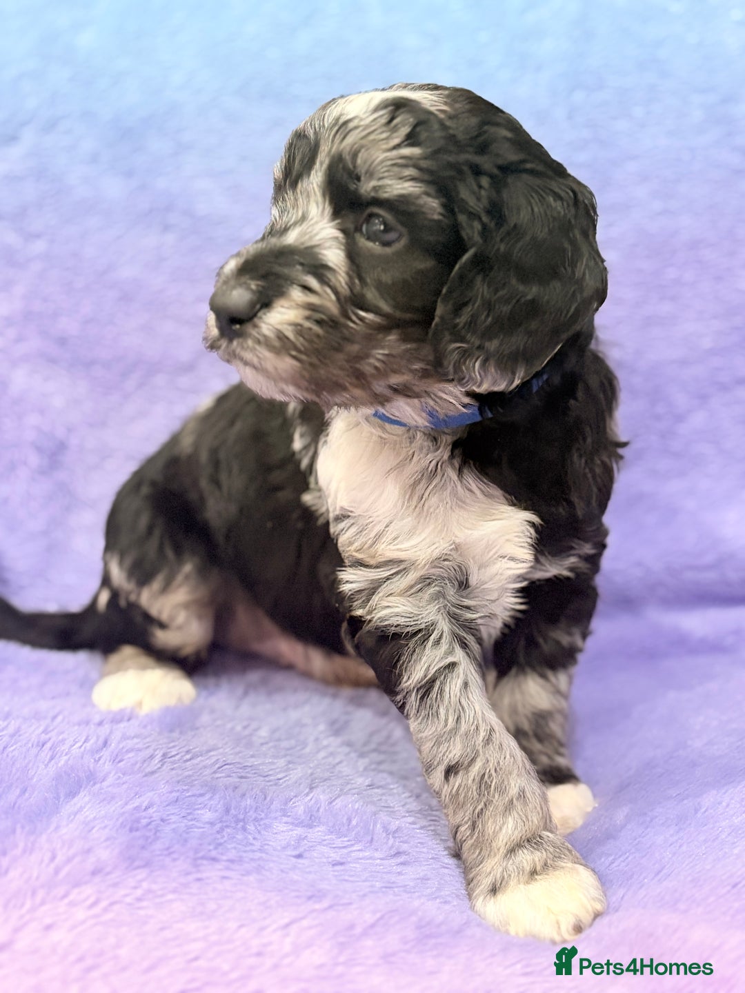 Mini Goldendoodle dogs for sale: Gorgeous Mini Goldendoodles By Therapy Asst Mom - Image 1