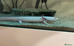 Axolotl reptiles for sale: 2 Adult male Axolotls and Full set up  - Image 5