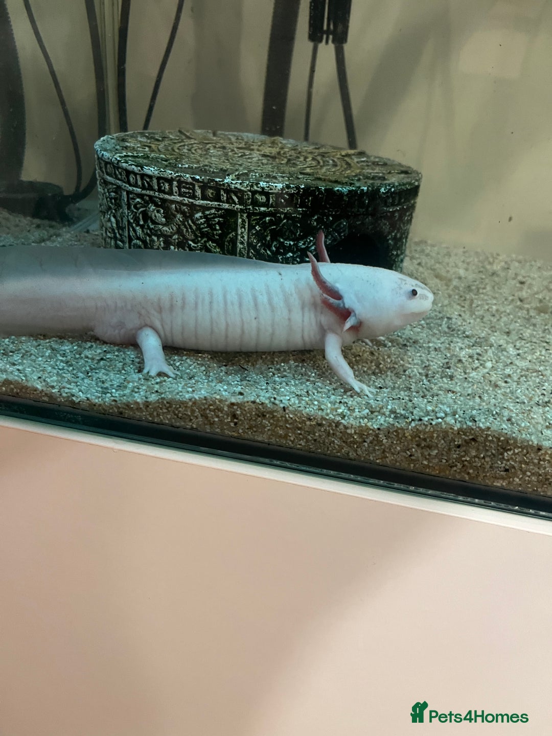 Axolotl reptiles for sale: 2 Adult male Axolotls and Full set up  - Image 5