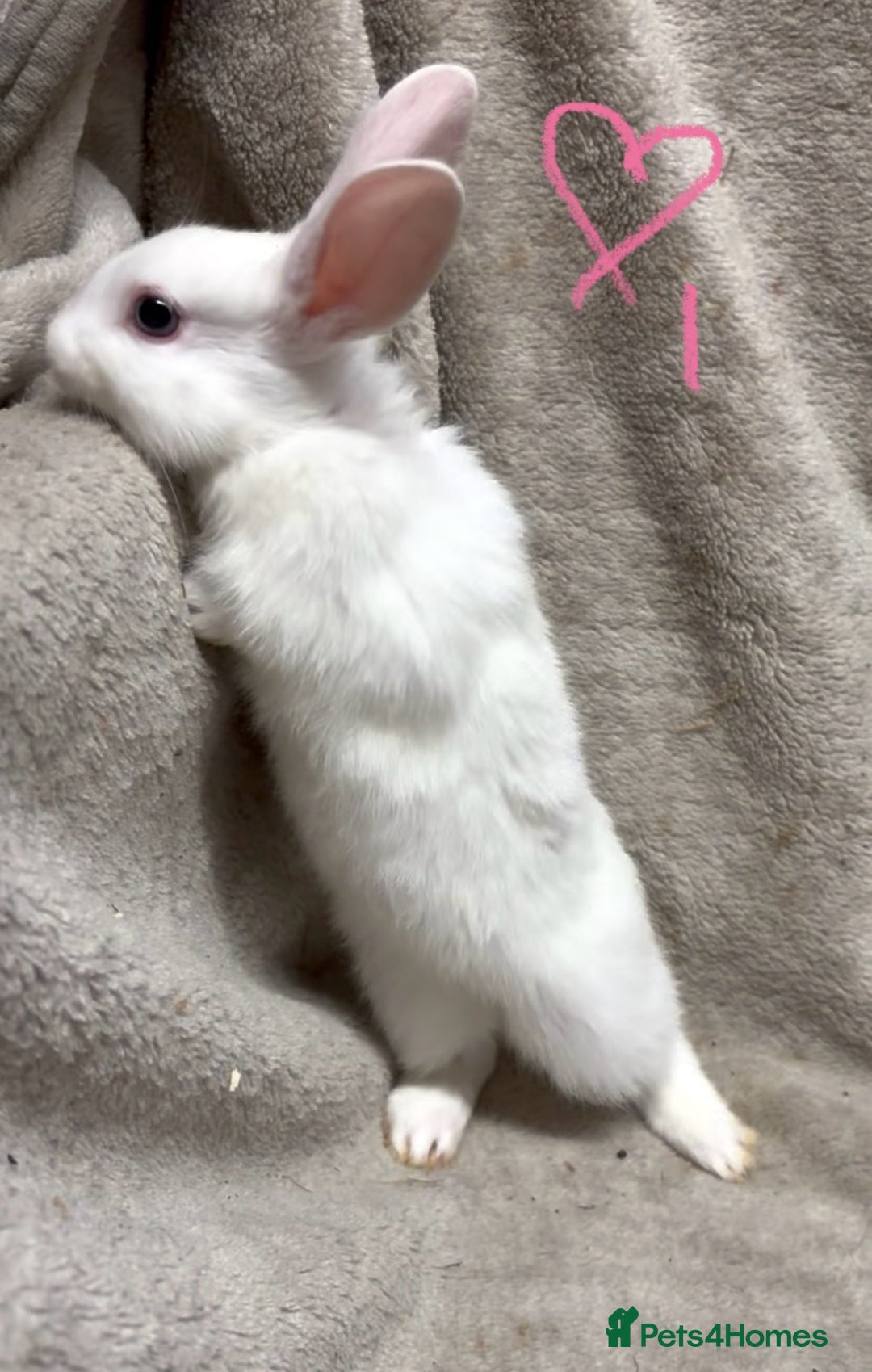 Mixed Breed rabbits for sale: 4 Beautiful baby mix breed bunnies  - Advert 7