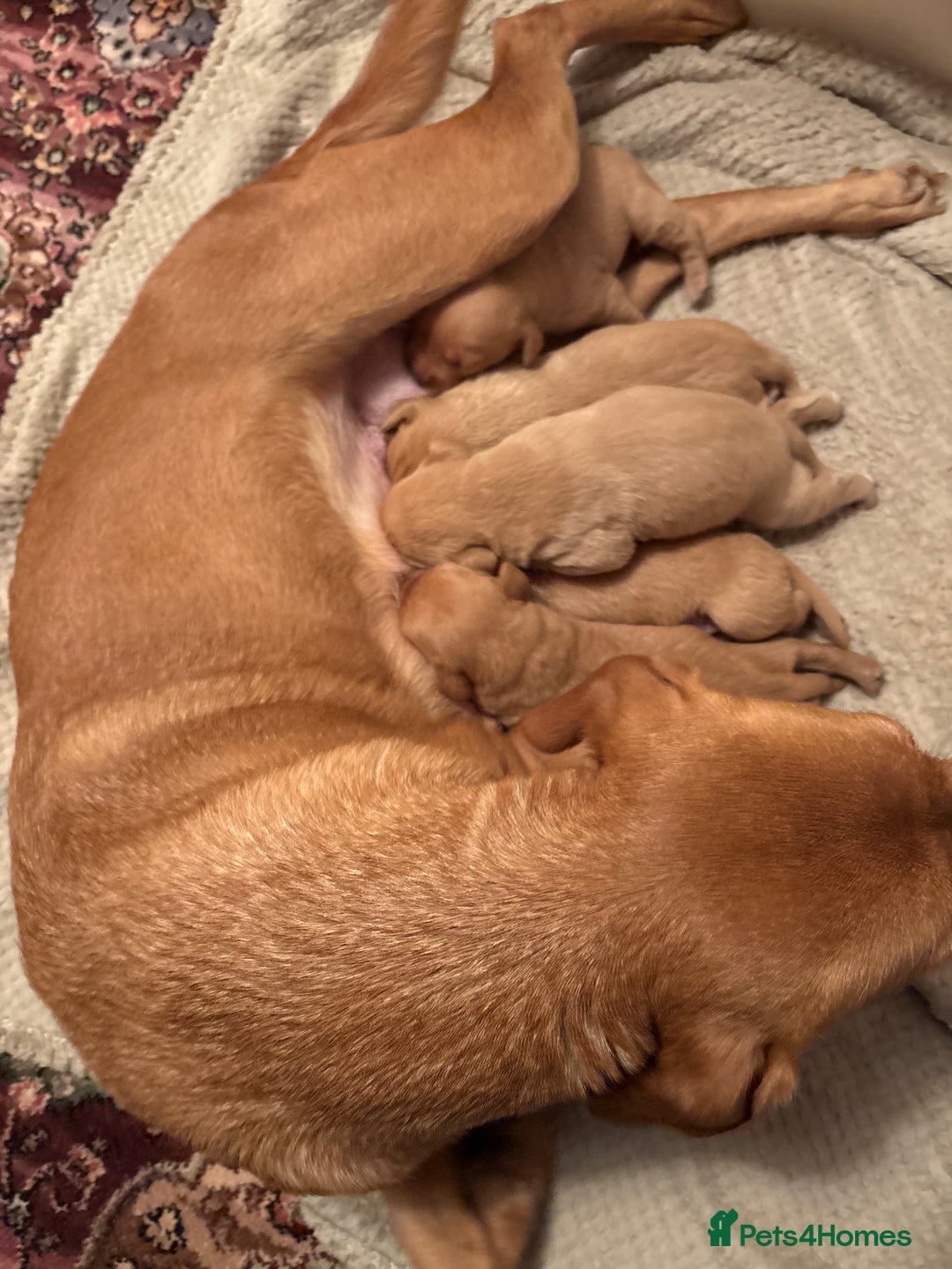 Labrador Retriever dogs for sale: Stunning kc fox red Labrador puppies  - Advert 8