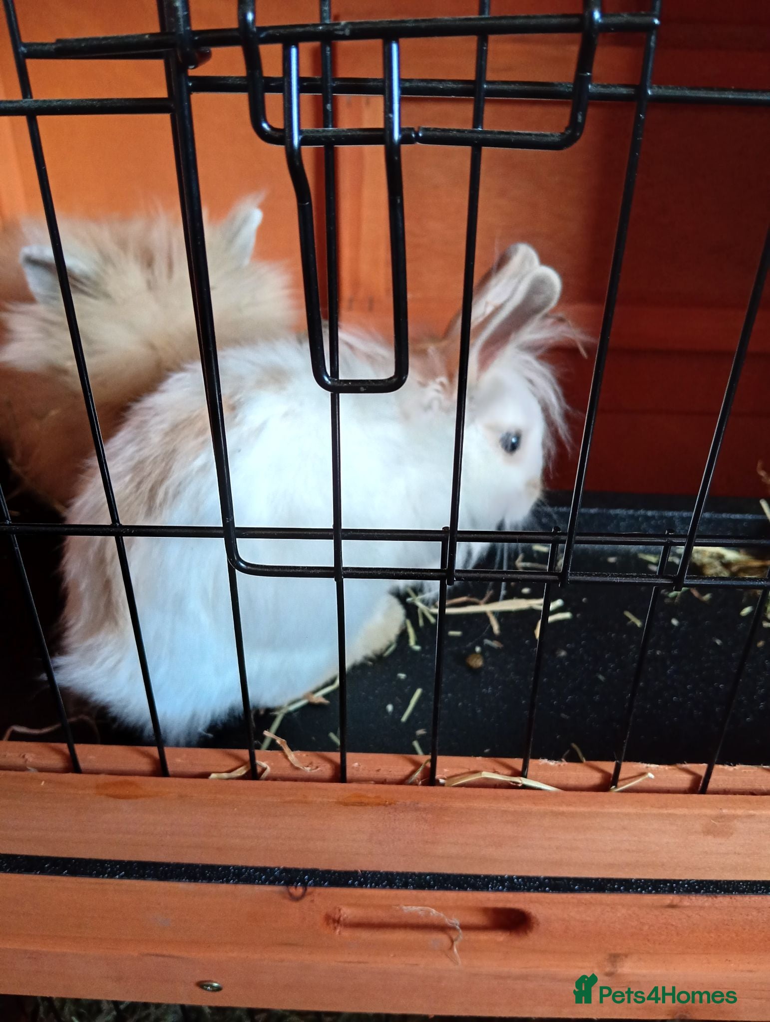 Lionhead rabbits 2 rabbits for sale  - Advert 3