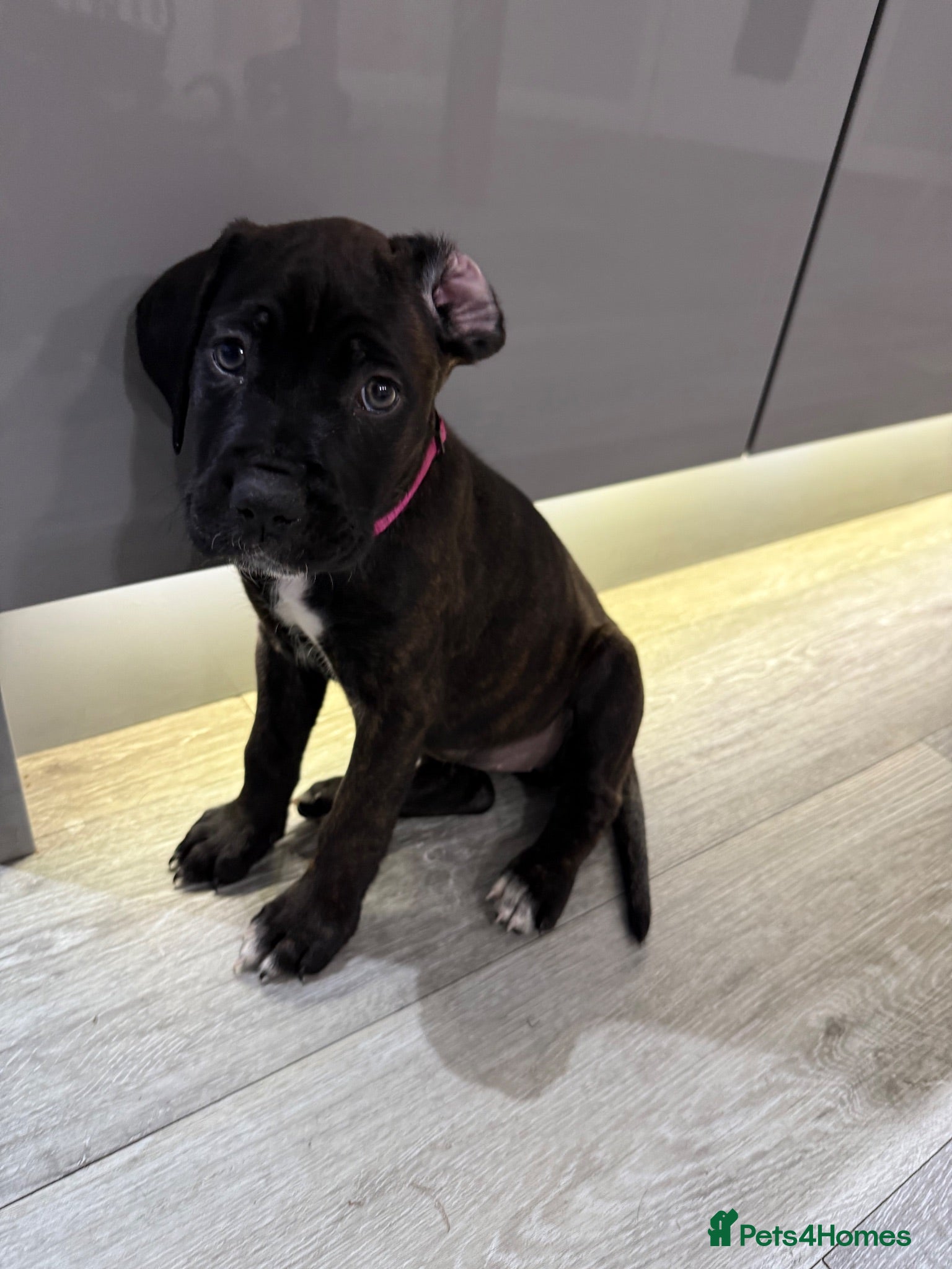 Cane Corso dogs Cane corso puppies - Advert 2