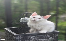 Maine Coon cats for sale: 2 female calicos left - Image 40