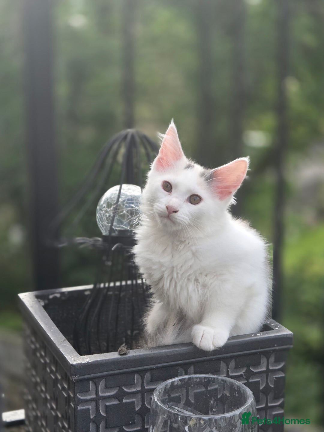 Maine Coon cats for sale: 2 female calicos left - Image 40