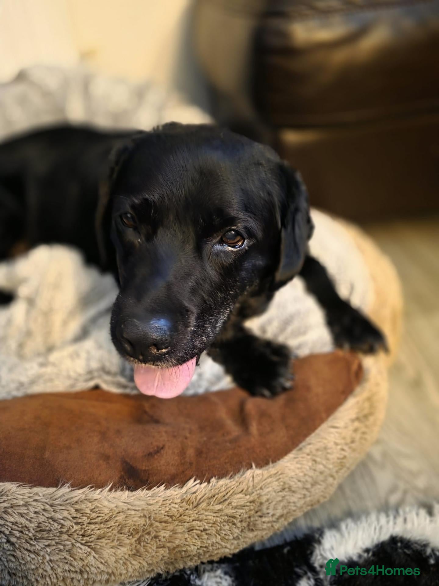 Mixed Breed dogs Amlet’s Bags Are Packed. He’s Just Waiting for You - Advert 4