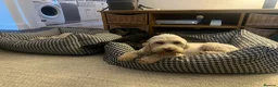 Cockapoo dogs for sale: Lemon Roan Cockapoo very pretty girl  - Advert 3