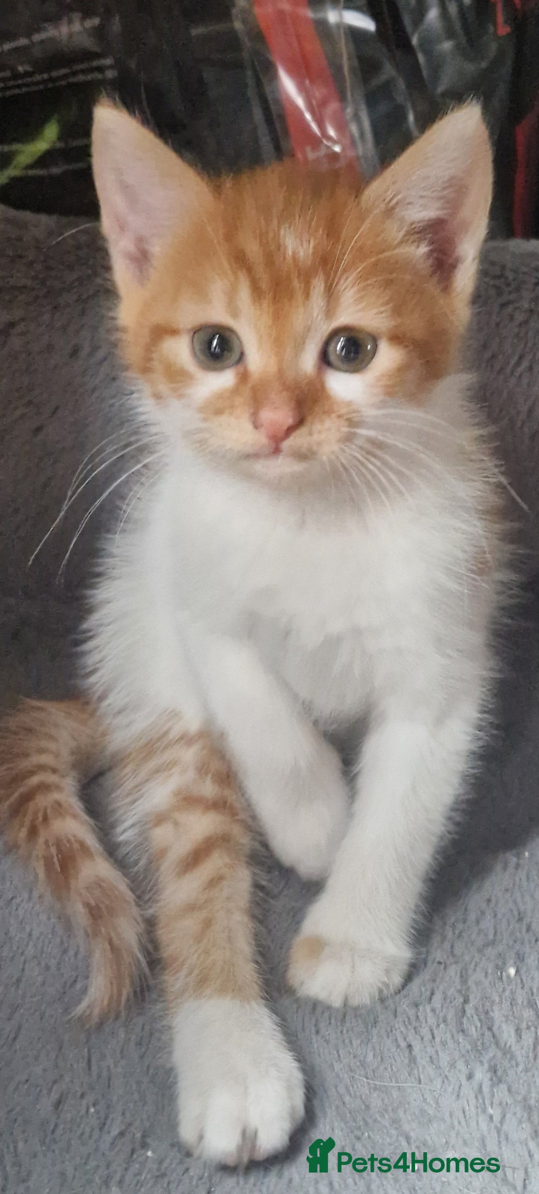 Mixed Breed cats for sale: Siberian cross ready to go!!! - Image 20