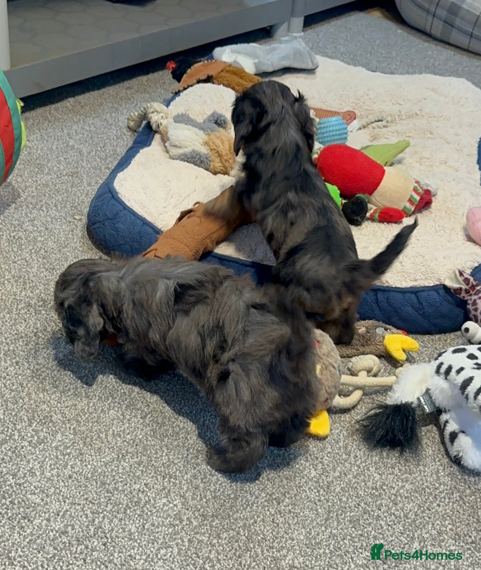 Doxiepoo dogs for sale: Stunning dachshund/poodle pups - Advert 26