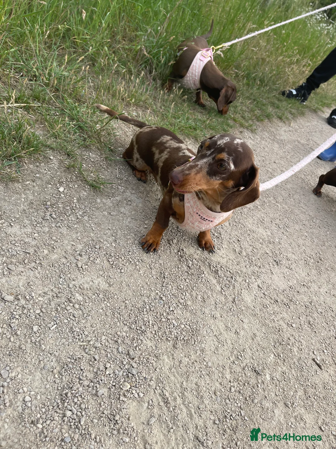 Miniature Dachshund dogs for sale: Kennel club Miniature Dachshund PRA Clear  - Advert 6