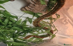 Corn Snake reptiles for sale: Red/orange corn snake and vivarium  - Image 3