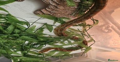 Corn Snake reptiles - Advert 3