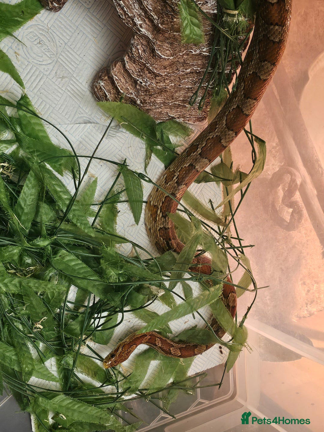 Corn Snake reptiles for sale: Red/orange corn snake and vivarium  - Image 3