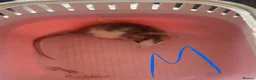 Rat rodents for sale: Baby rats ready to leave 🤍 - Advert 1