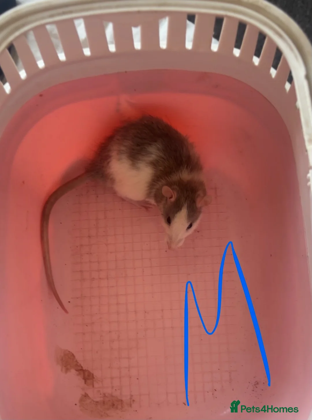 Rat rodents for sale: Baby rats ready to leave 🤍 - Advert 1
