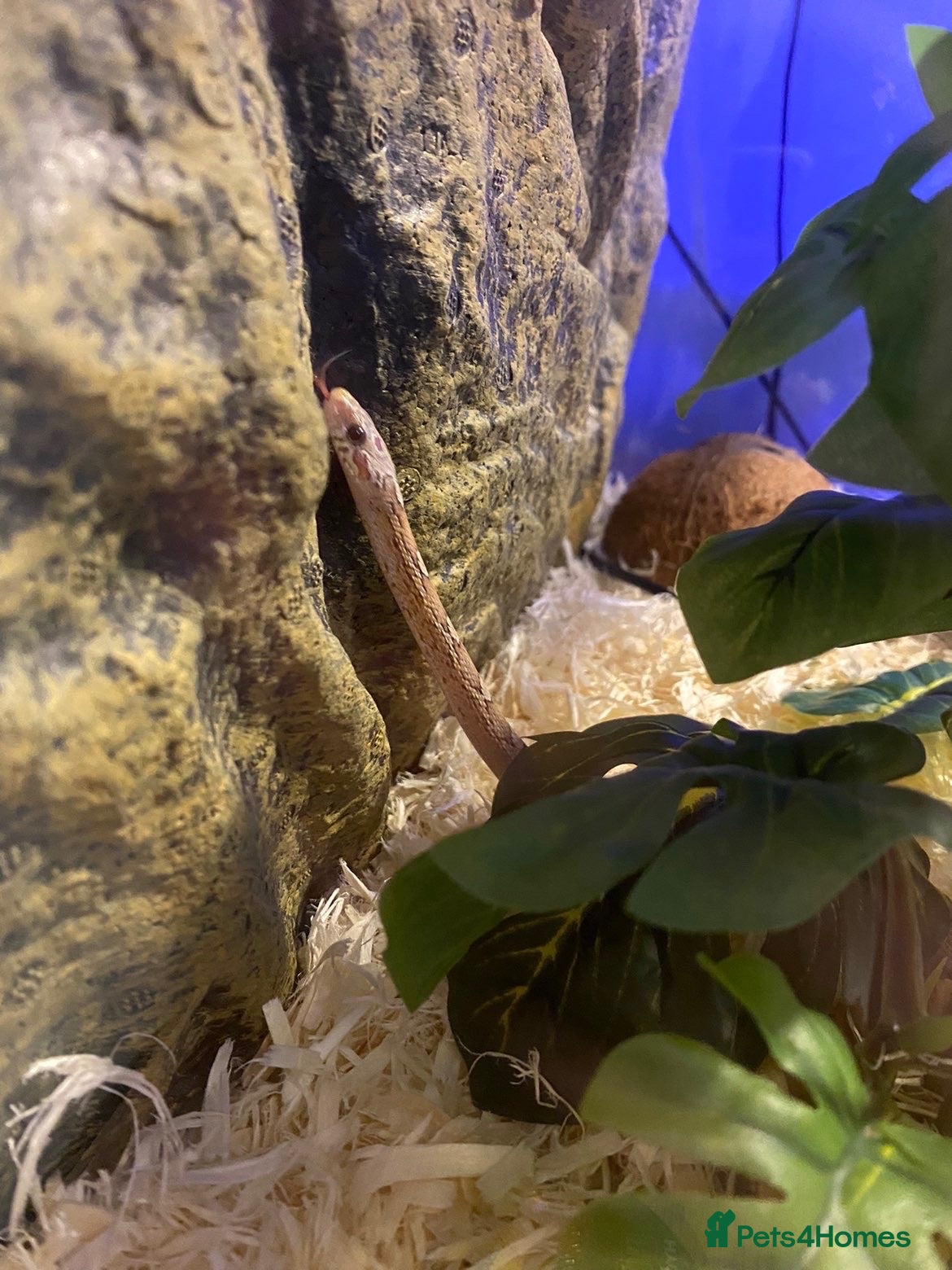 Corn Snake reptiles St tessera cornsnake  - Advert 3
