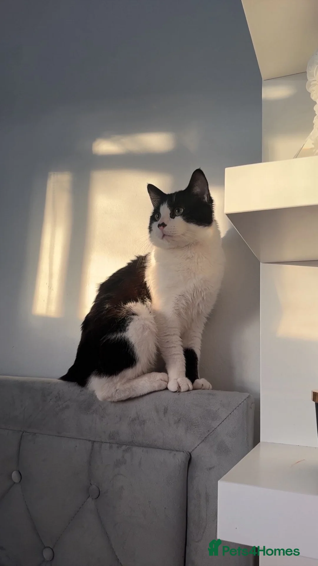 Mixed Breed cats for sale: Male Black And White Cat  - Advert 4