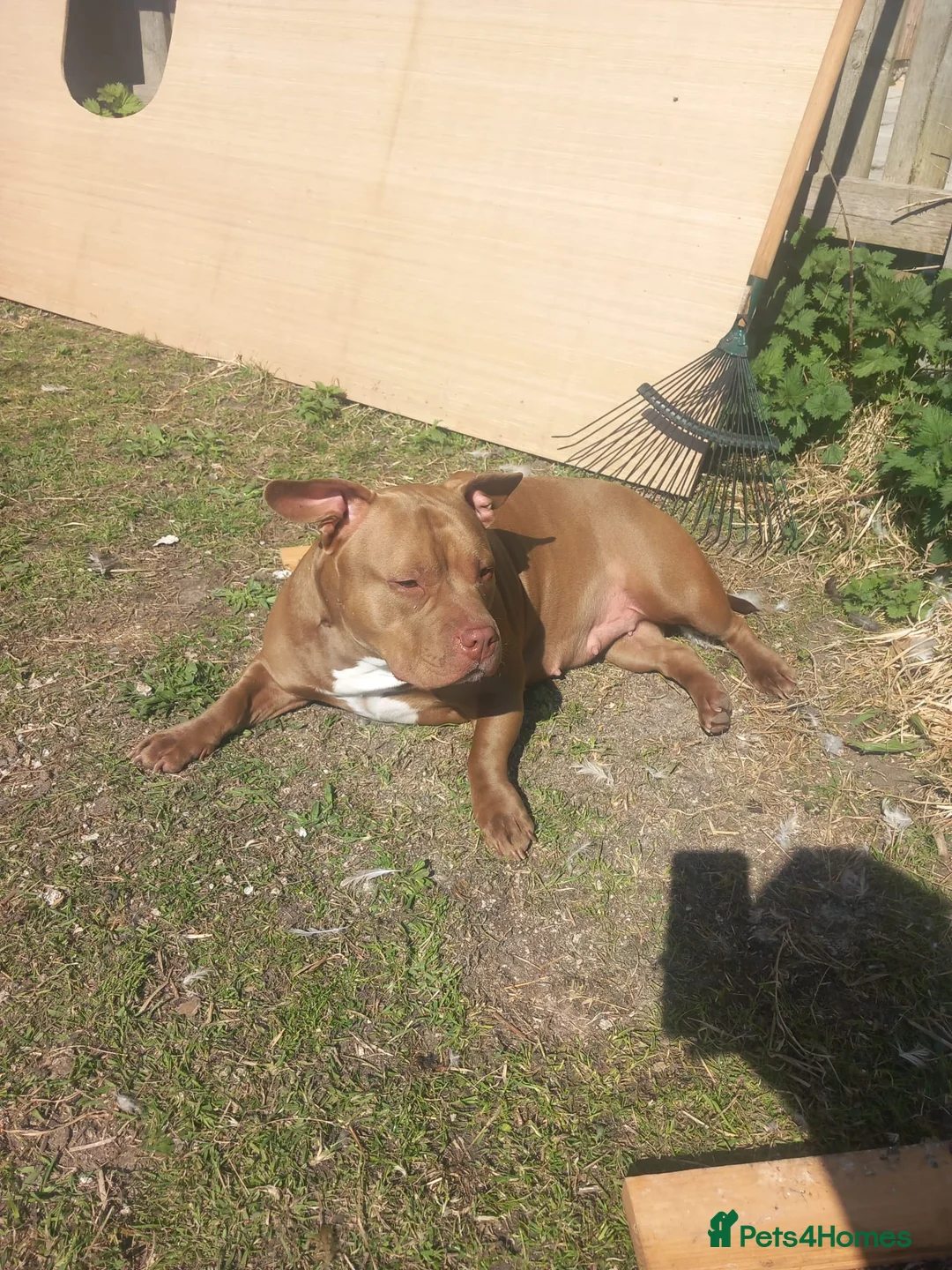 American Bully dogs for sale: Abkc pocket bully bitch  - Advert 6