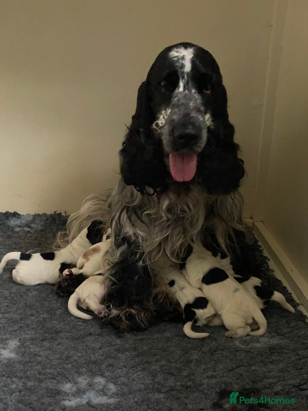 Cocker Spaniel dogs for sale: Quality show type cocker spaniel pups. - Advert 1