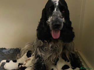 Cocker Spaniel dogs Quality show type cocker spaniel pups. - Advert 1