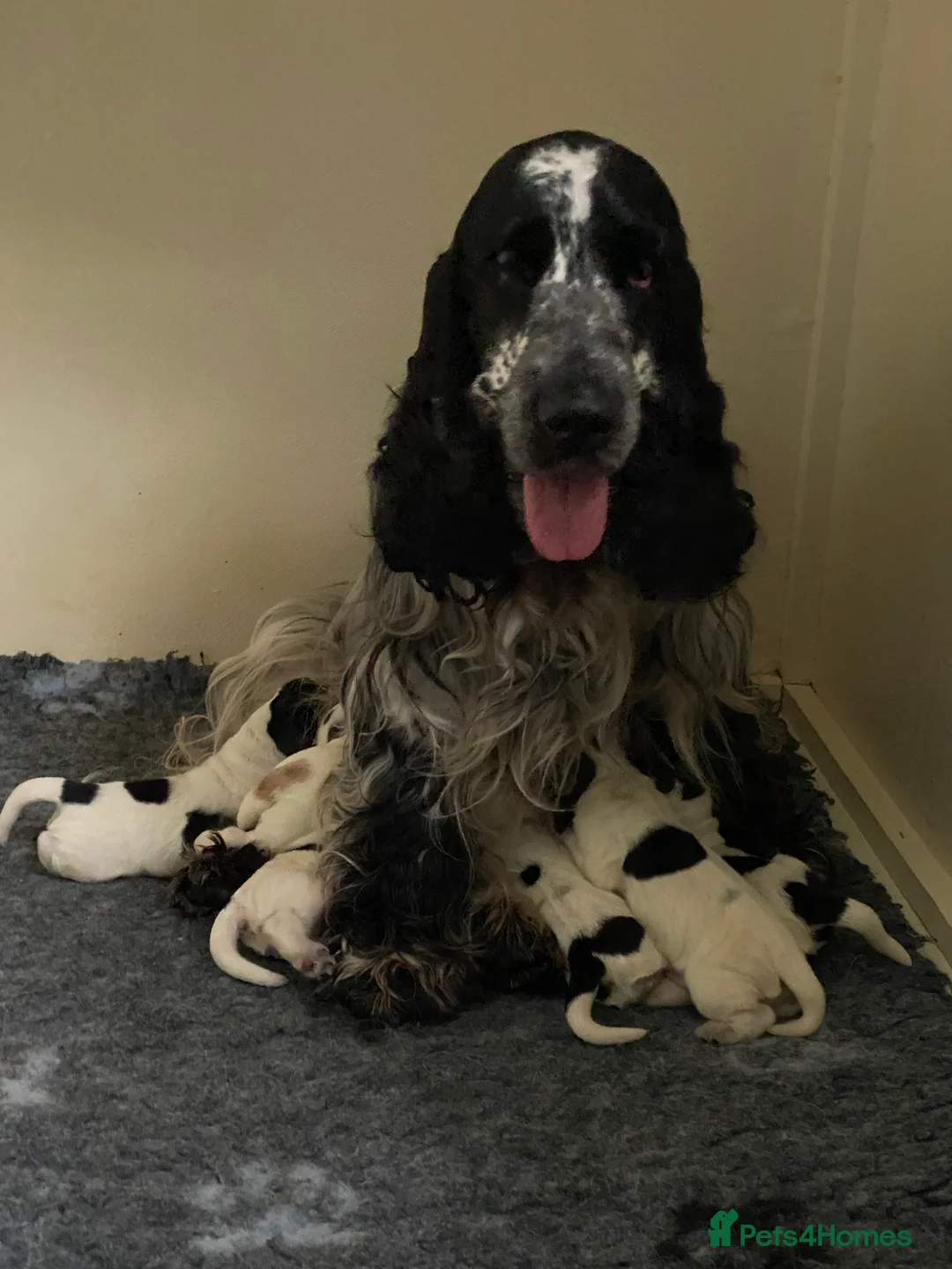 Cocker Spaniel dogs for sale: Quality show type cocker spaniel pups. - Advert 1