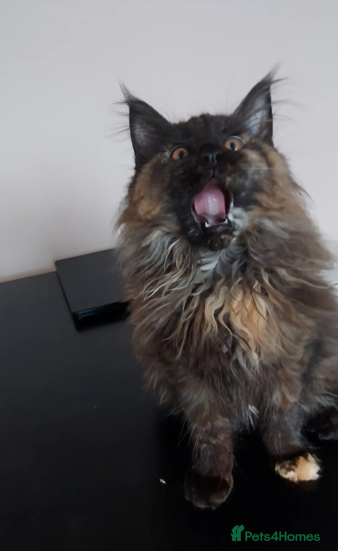 Maine Coon cats for sale: LAST GIRL!!!  MAINE COON KITTENS/DNA/GCCF  - Advert 2