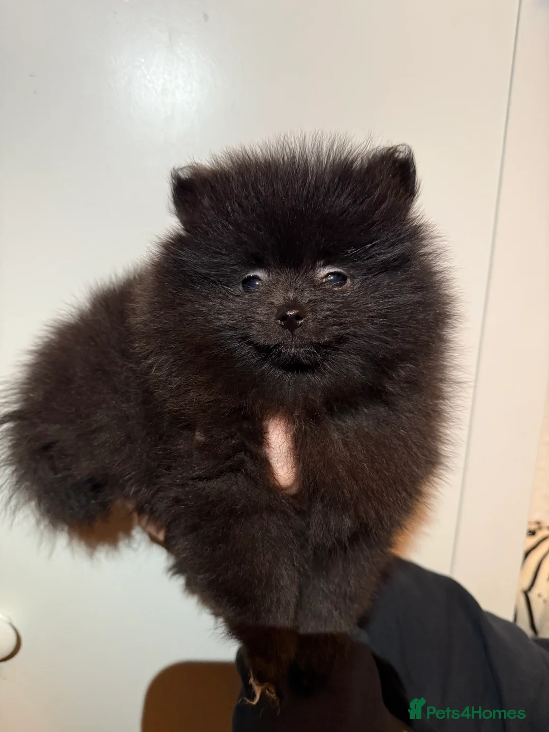 Pomeranian dogs for sale: Two Poms looking for forever home - Advert 4