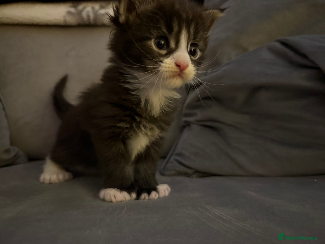 Maine Coon cats for sale: Maine Coon kittens some polydactyl.  - Advert 6