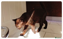 British Shorthair cats for sale: Chocolate Brown British Blue and Grey Fold Boys - Image 1