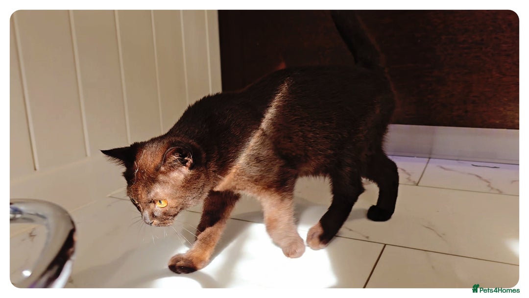 British Shorthair cats for sale: Chocolate Brown British Blue and Grey Fold Boys - Image 1