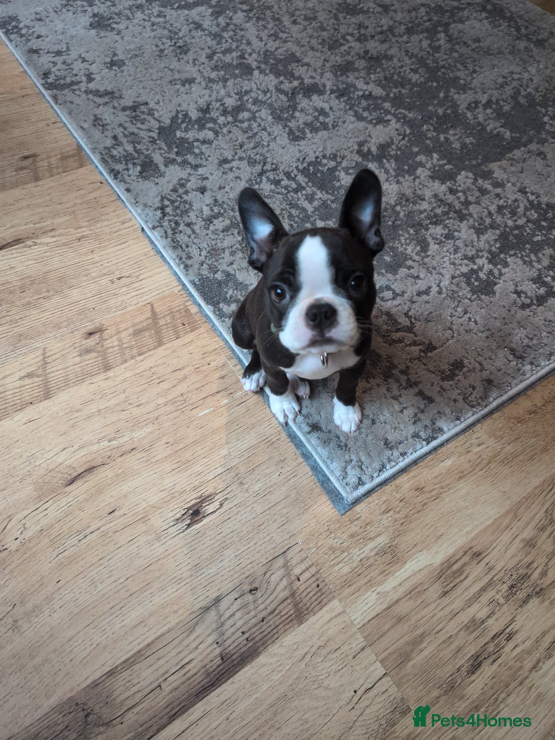 Boston Terrier dogs for sale: SOLD** - Advert 8