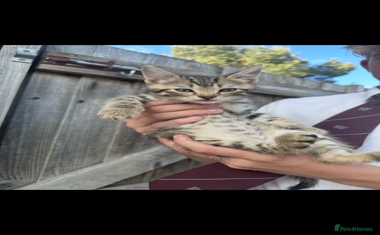 Mixed Breed cats - Advert 14