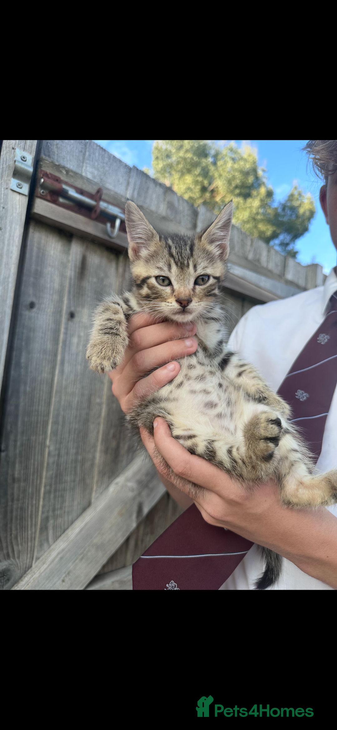 Mixed Breed cats for sale: Maine coon mixed kittens - Image 1