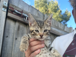 Mixed Breed cats - Advert 1