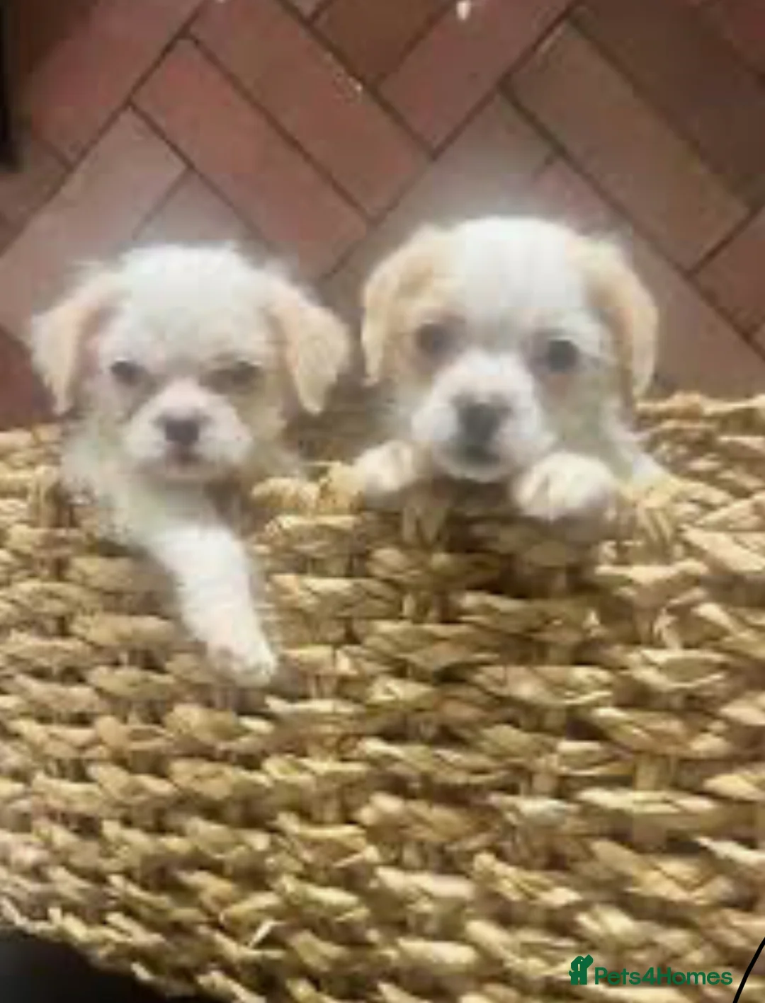 Chipoo dogs for sale: Chipoo female puppy,  - Advert 9