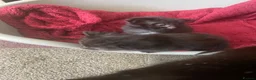 Domestic Shorthair cats for sale: 4 black male kittens - Advert 6