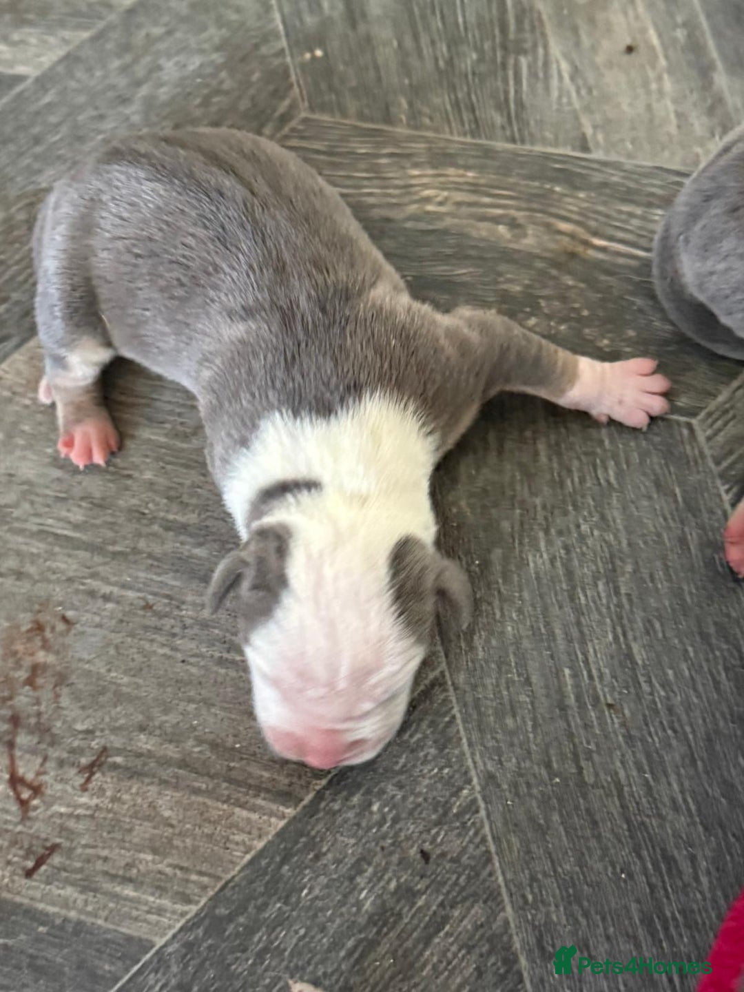 Staffordshire Bull Terrier dogs for sale: Blue tri Staffordshire bull terrier pups for sale  - Image 9
