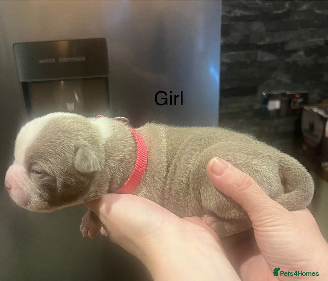 American Bully dogs for sale: ABKC Pocket Bully pups for sale!  - Image 4