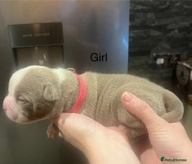 American Bully Puppy 2