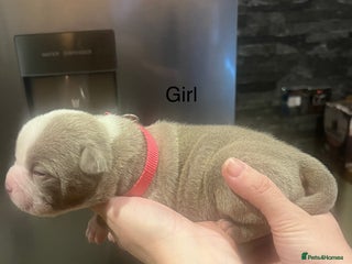 American Bully dogs Ready now! ABKC pocket bullies for sale. - Advert 4