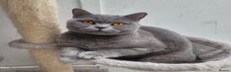 British Shorthair cats for sale: Active female BSH cat for sale - Advert 2