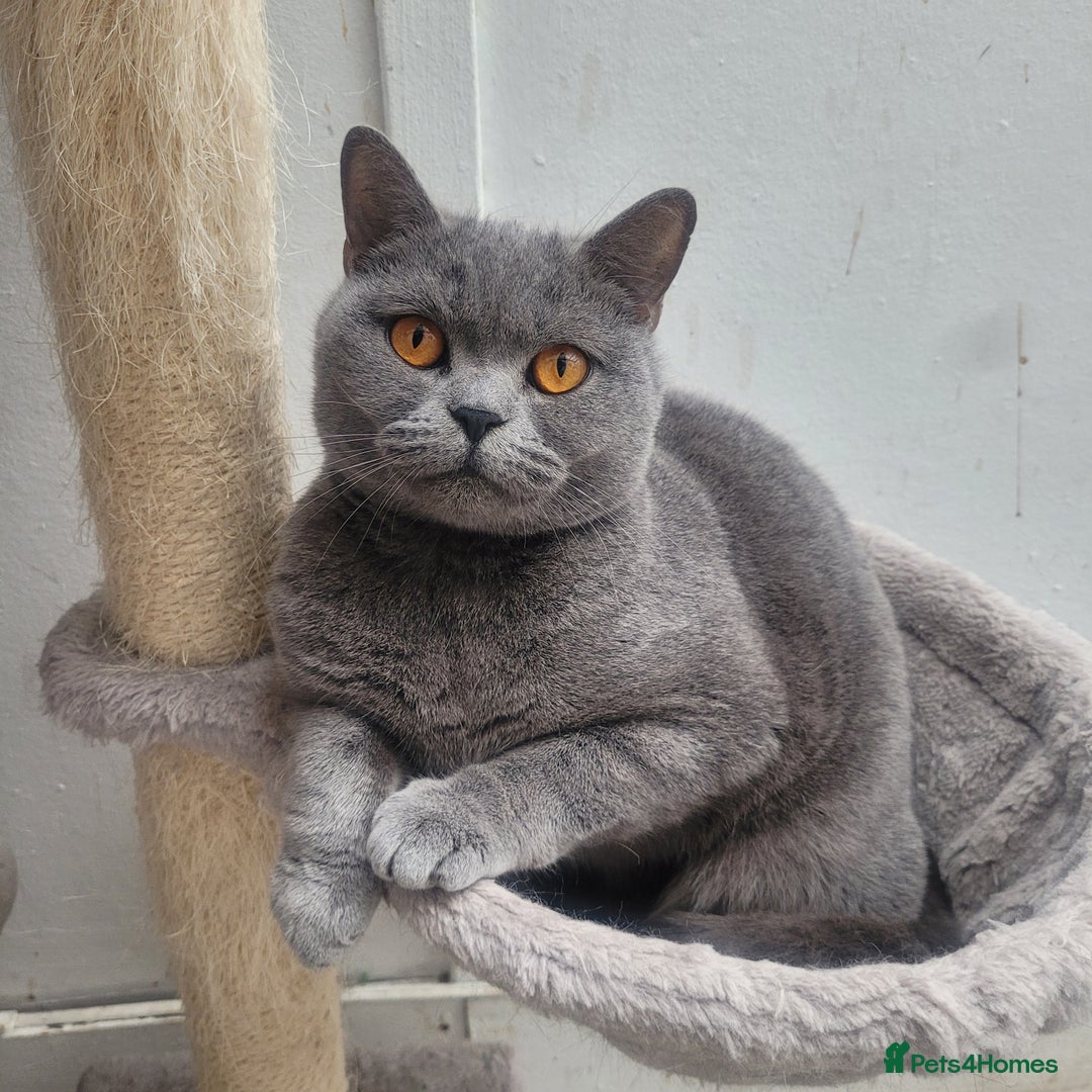 British Shorthair cats for sale: Active female BSH cat for sale - Advert 2