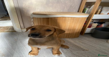 Mixed Breed dogs - Advert 10