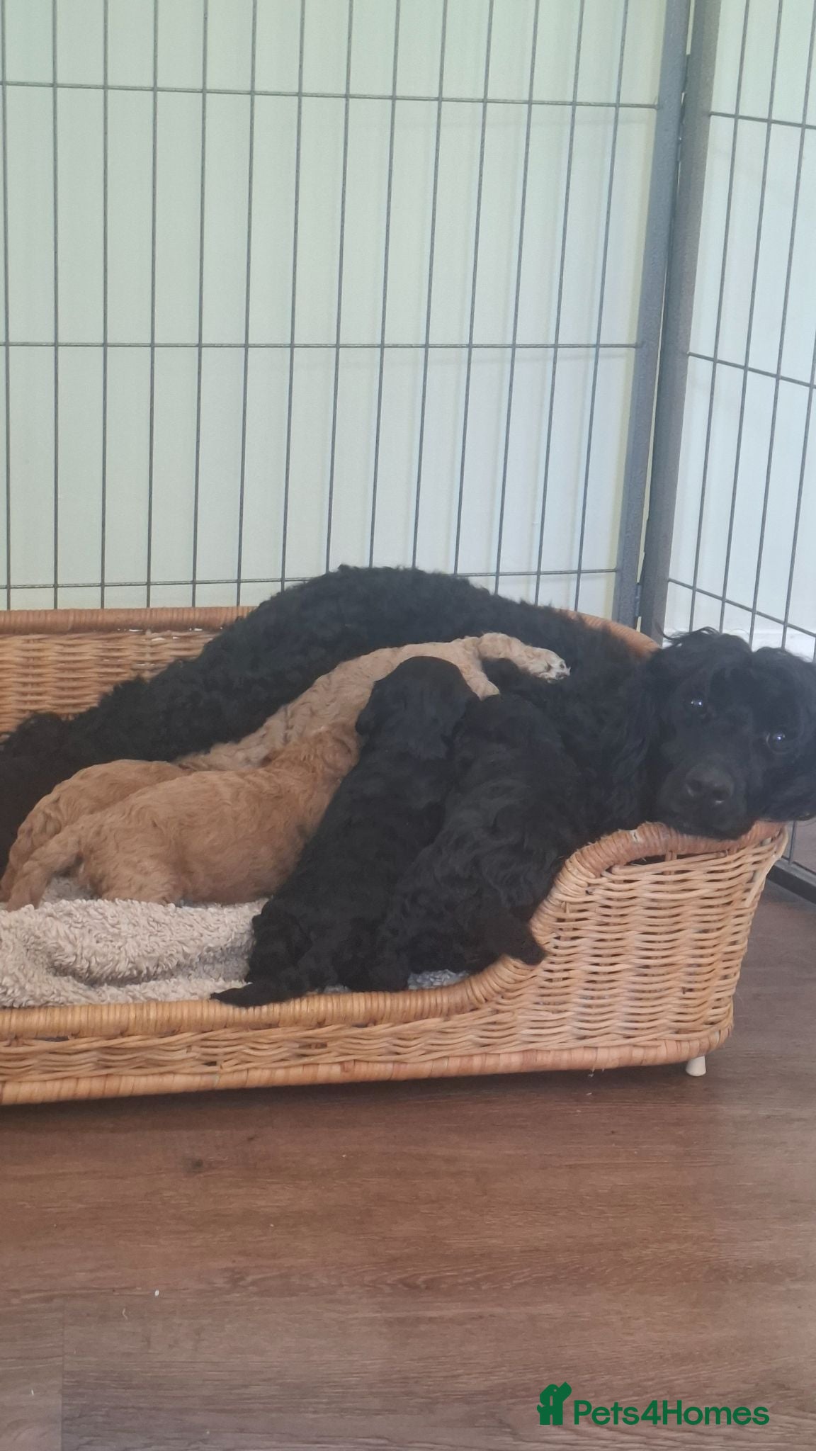 Cockapoo dogs Gorgeous cockapoos - Advert 1