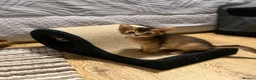Abyssinian cats for sale: Abyssinian kittens 🌟😻🌟 - Advert 17